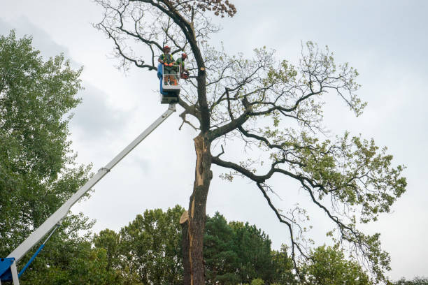 Best Storm Damage Tree Cleanup  in King City, CA