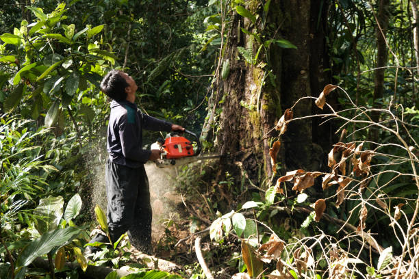 Best Tree Mulching  in King City, CA