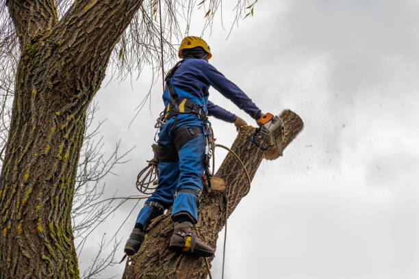 Best Commercial Tree Services  in King City, CA