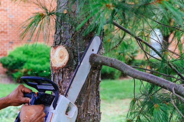 Best Stump Grinding and Removal  in King City, CA